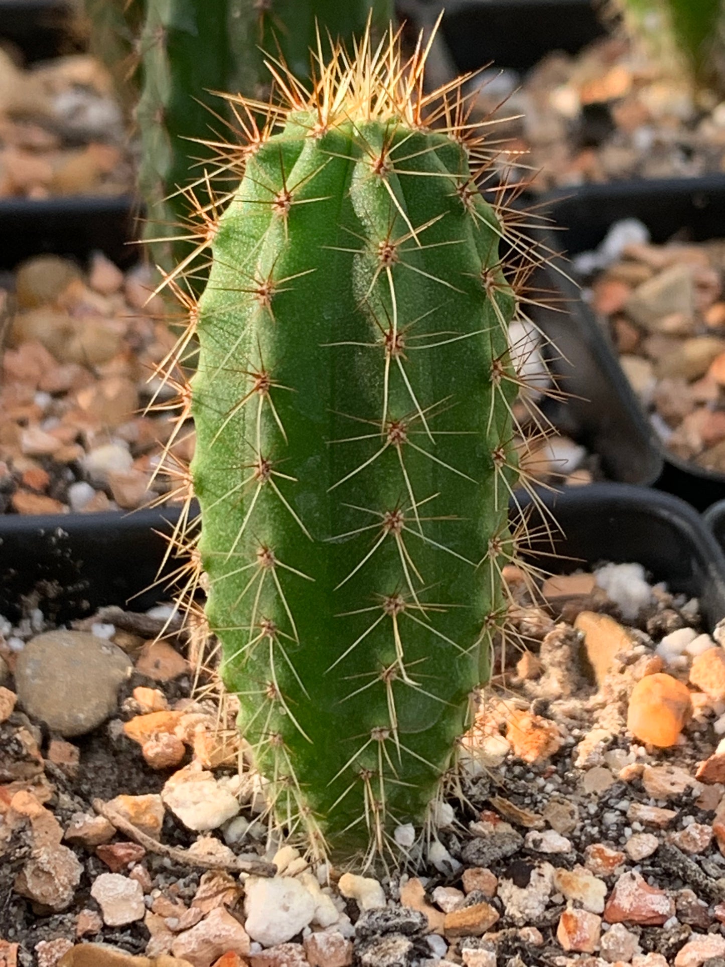 Trichocereus Peruvianus