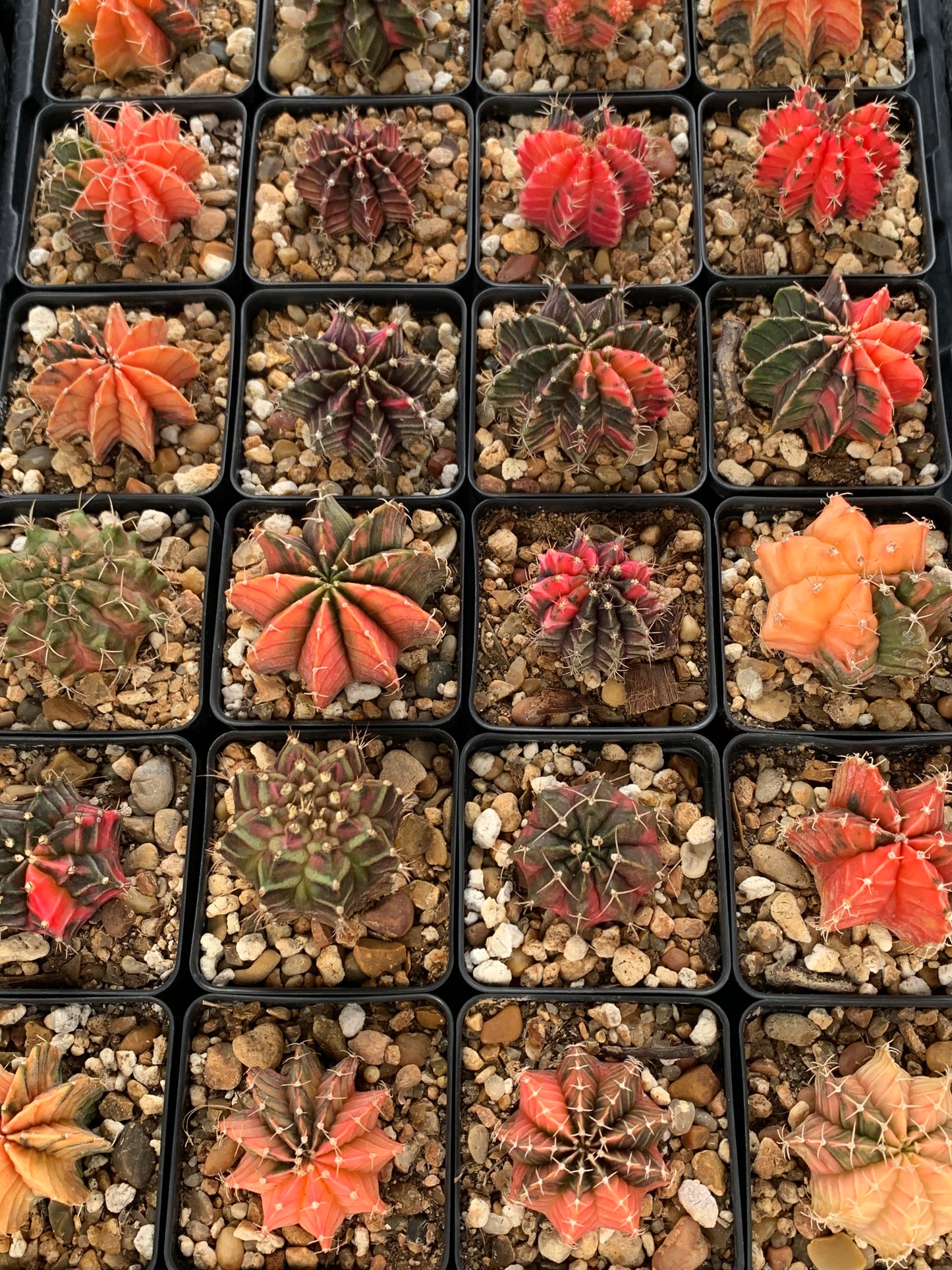 Gymnocalycium Friedrichii