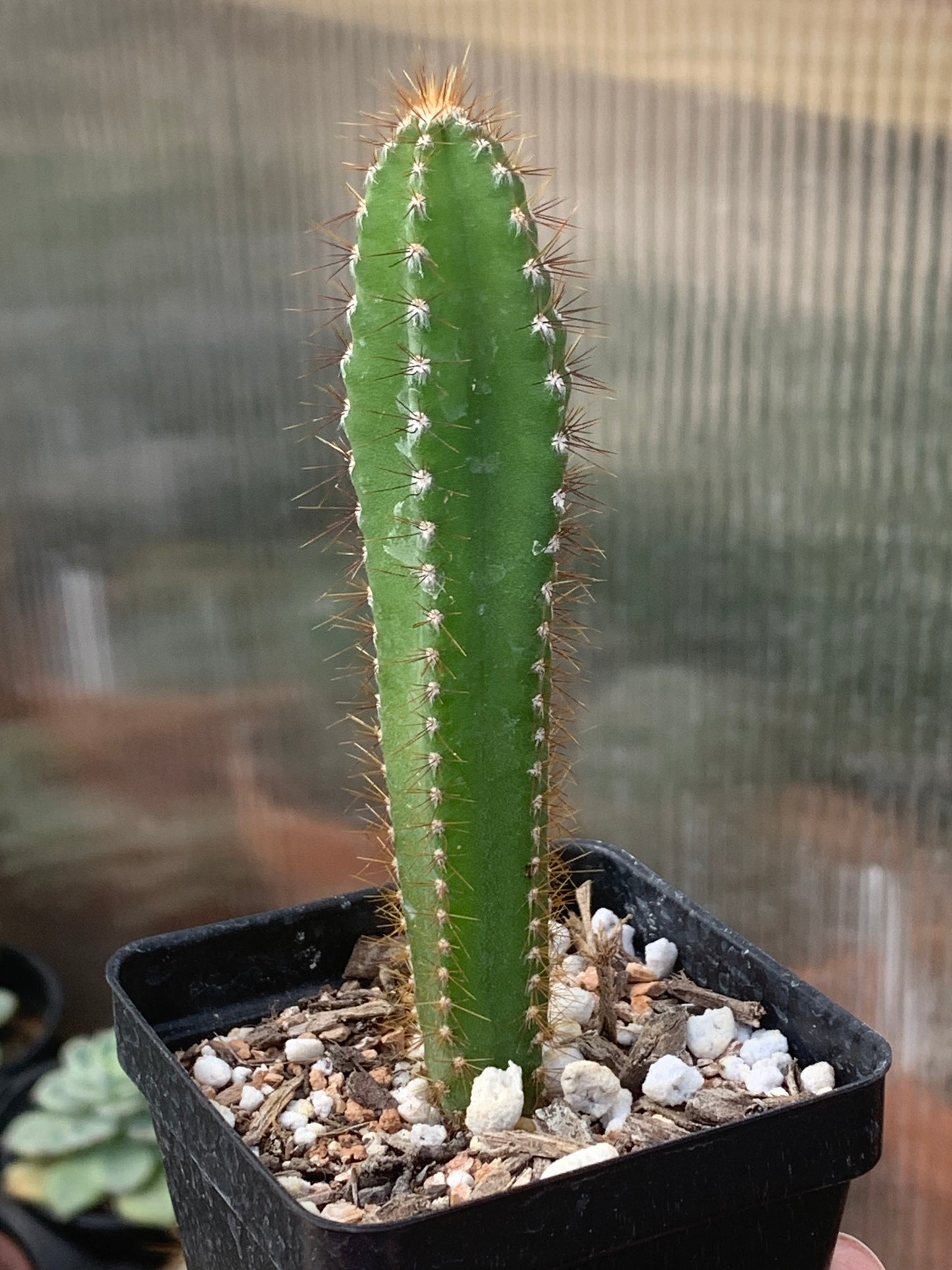 Cereus Repandus - The Peruvian Apple Cactus