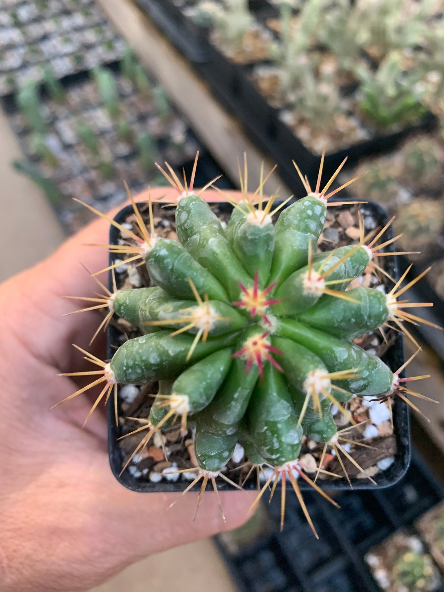 Ferocactus Mixed