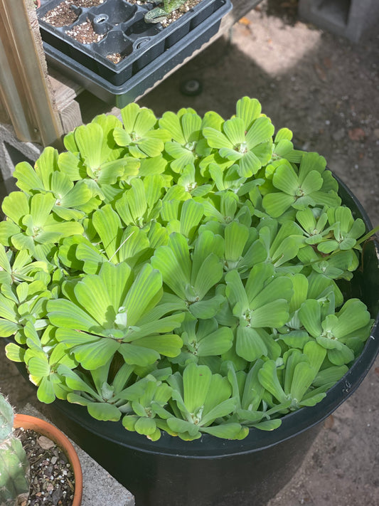 Pistia Stratiotes - Water Lettuce