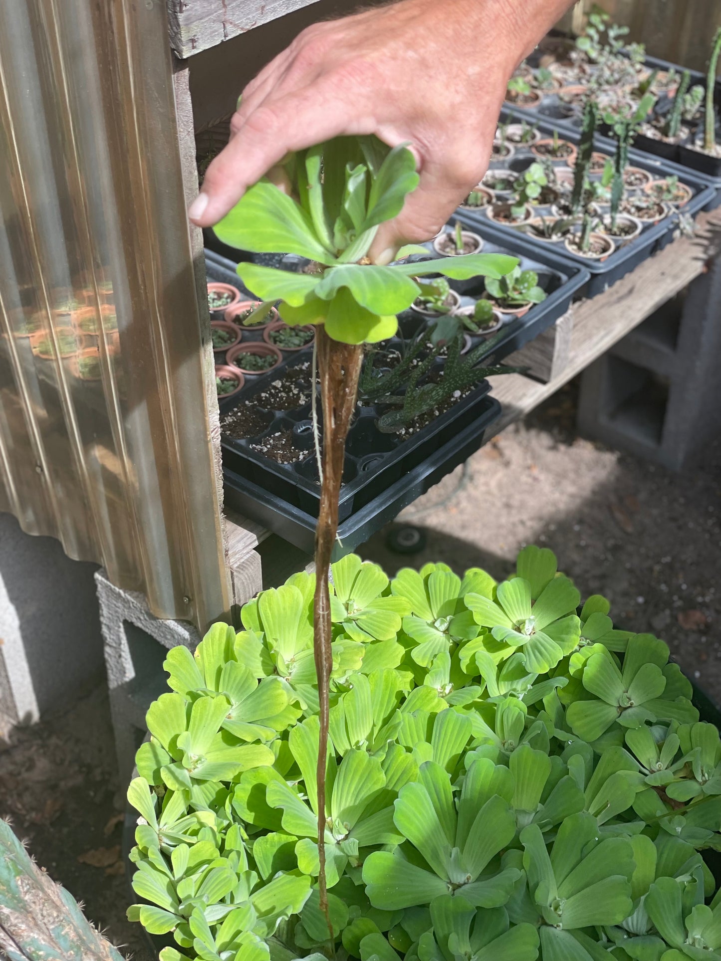 Pistia Stratiotes - Water Lettuce
