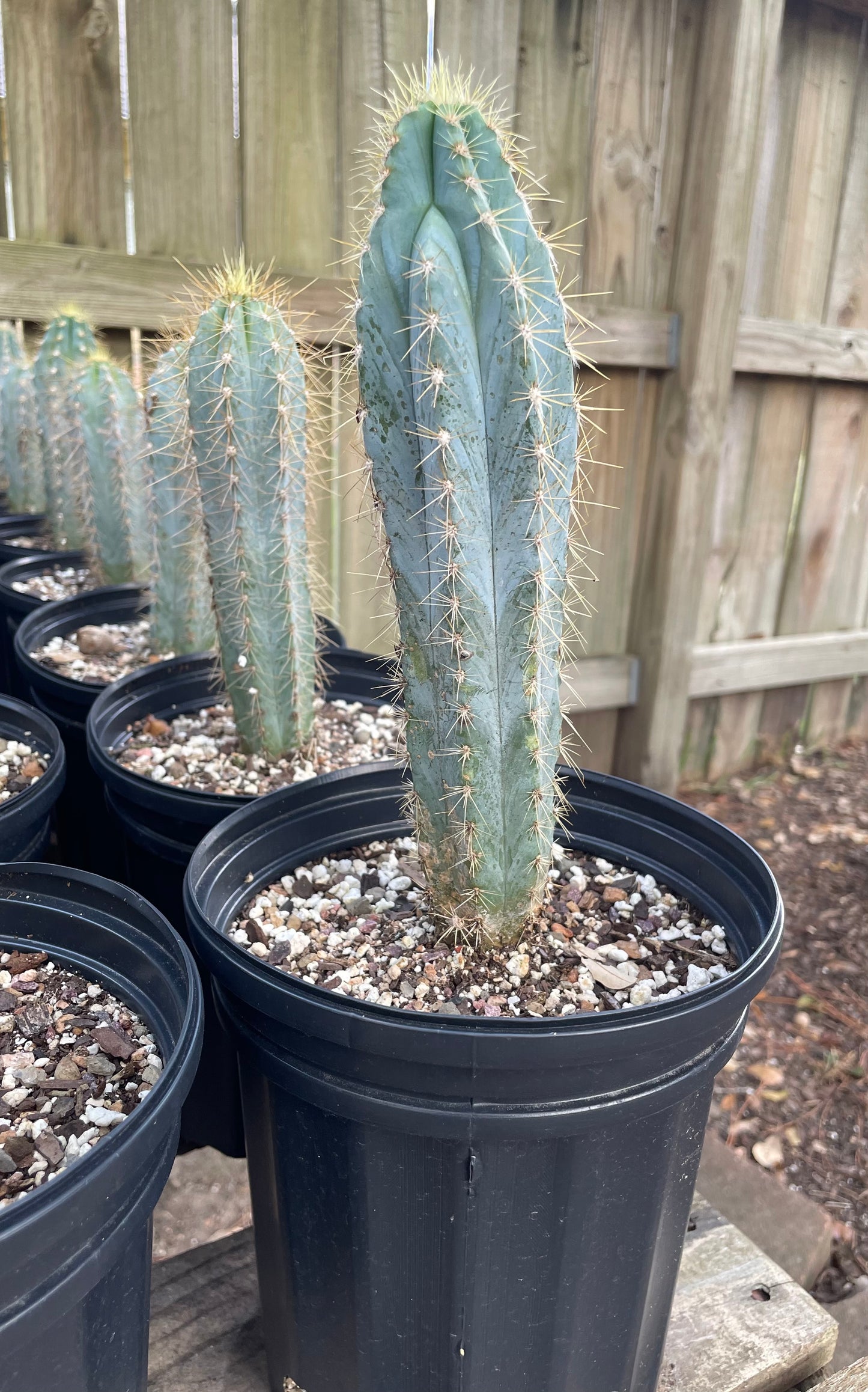 Pilosocereus Pachycladus - Blue Torch Cactus