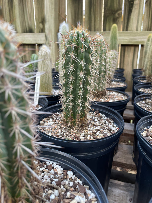 Pilosocereus Gounellii