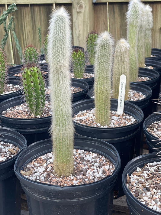Cleistocactus Strausii - Silver Torch Cactus