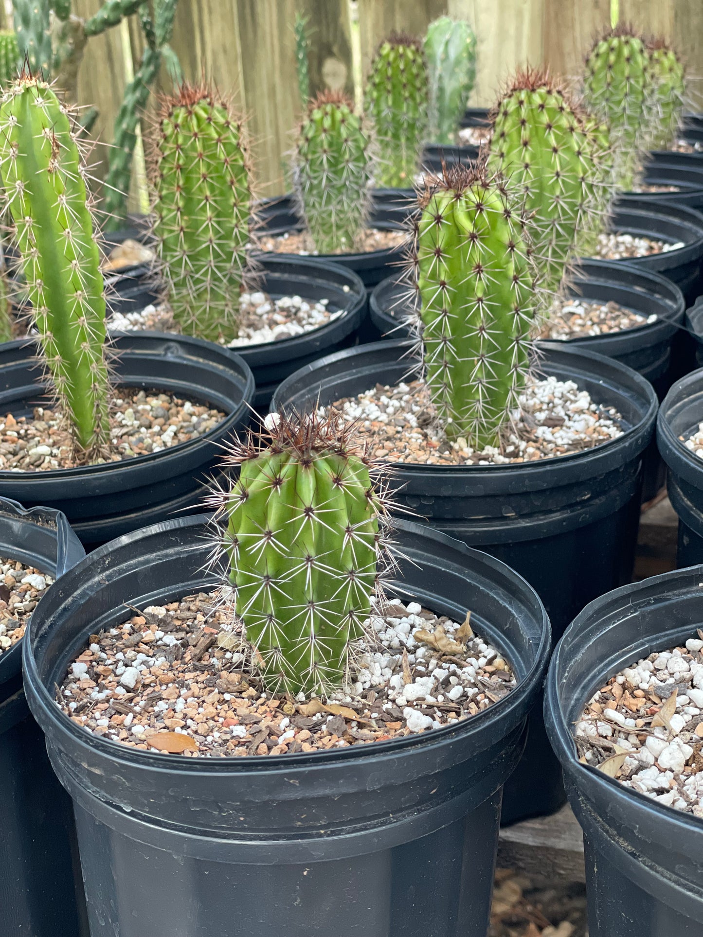Stenocereus Thurberi - The Organ Pipe Cactus