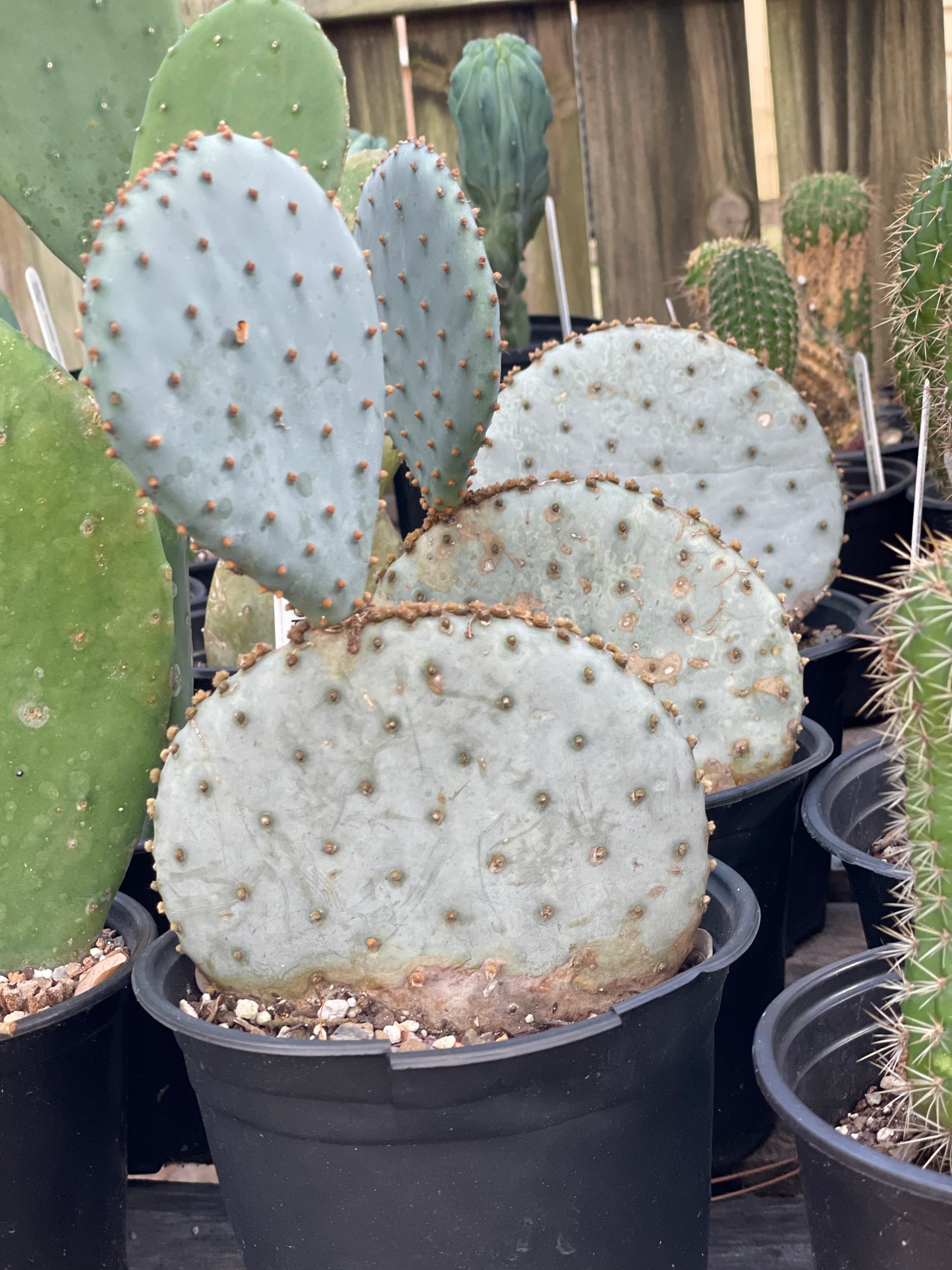 Opuntia Santa Rita Prickly Pear Cactus