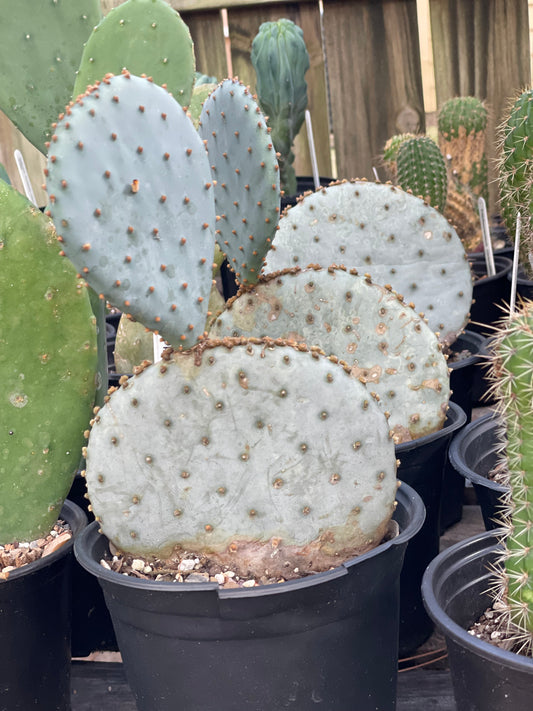 Opuntia Santa Rita Prickly Pear Cactus