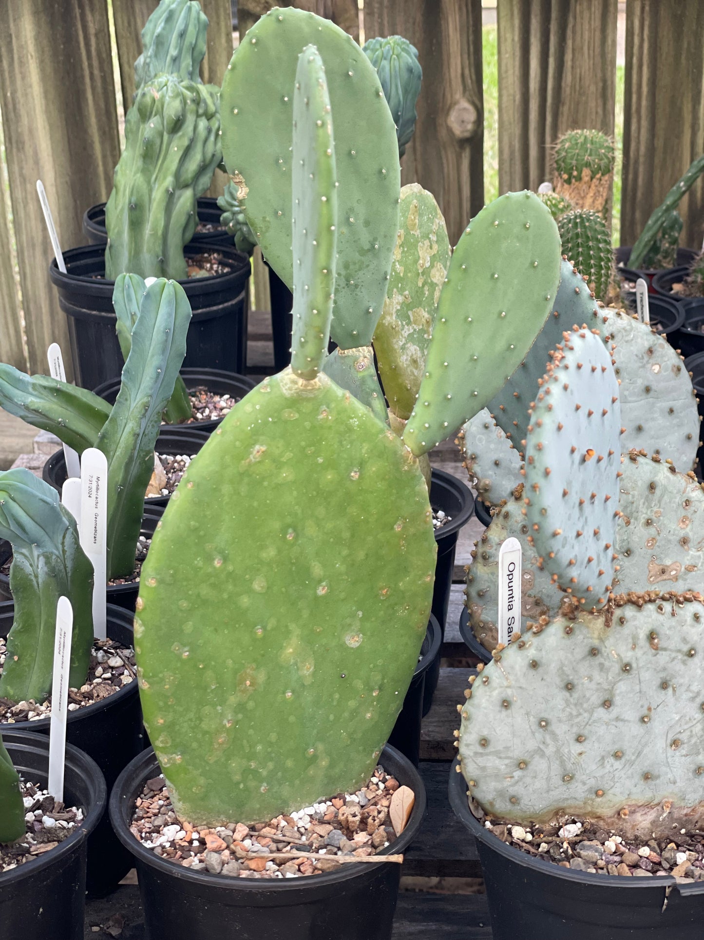 Opuntia Ellisiana - Spineless Prickly Pear