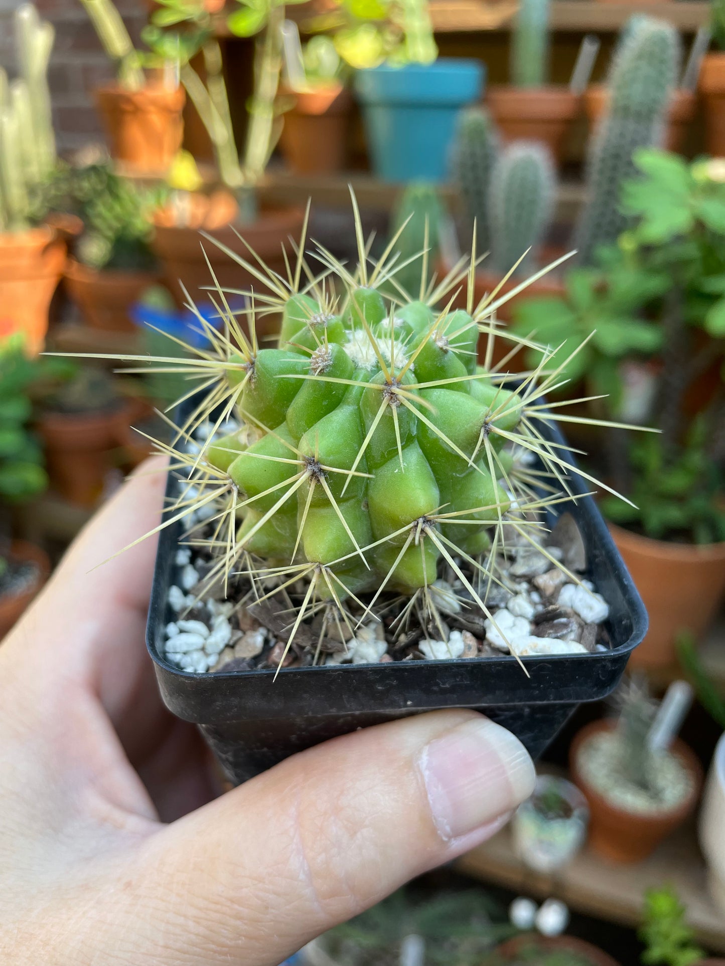 Echinocactus Grusonii - Golden Barrel Cactus
