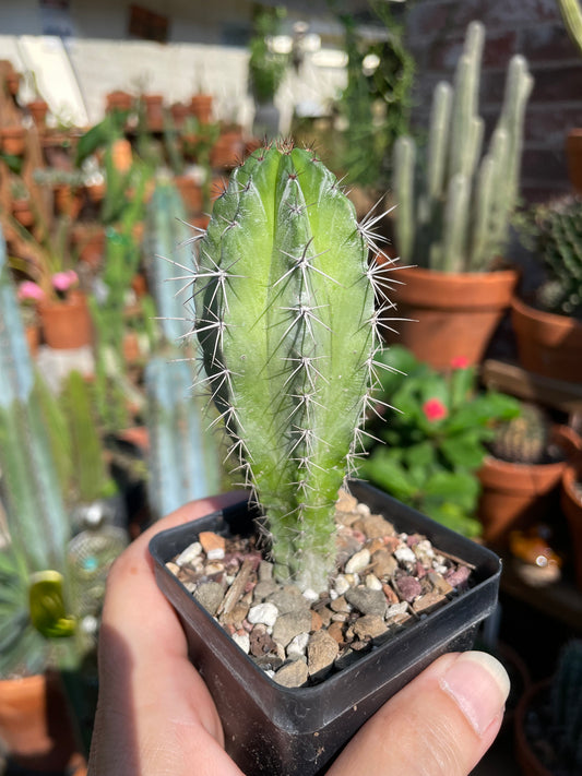 Polaskia Chichipe