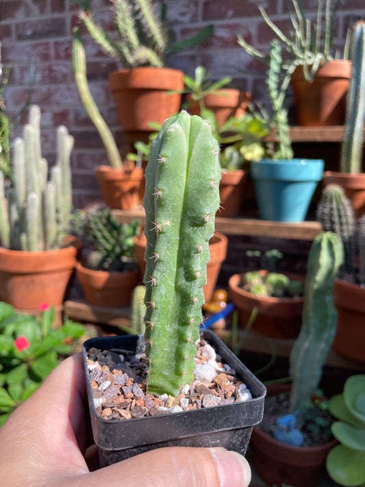 Trichocereus NOID
