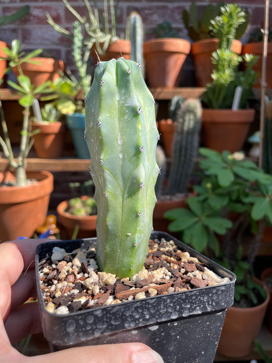 Myrtillocactus Geometrizans - Blue Candle Cactus