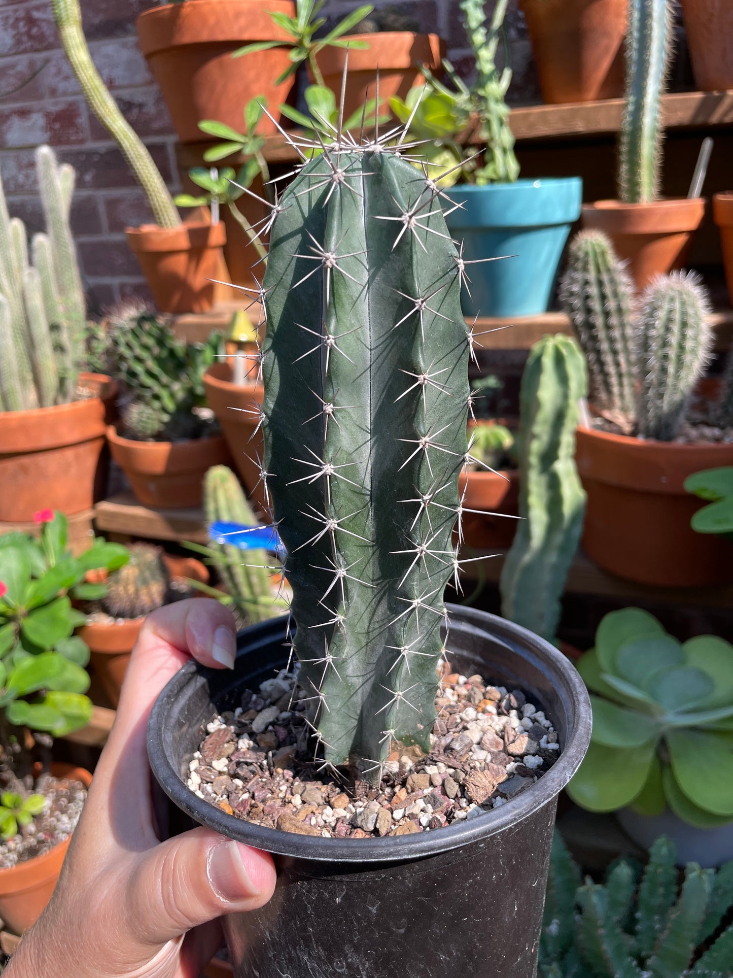 Stenocereus Griseus