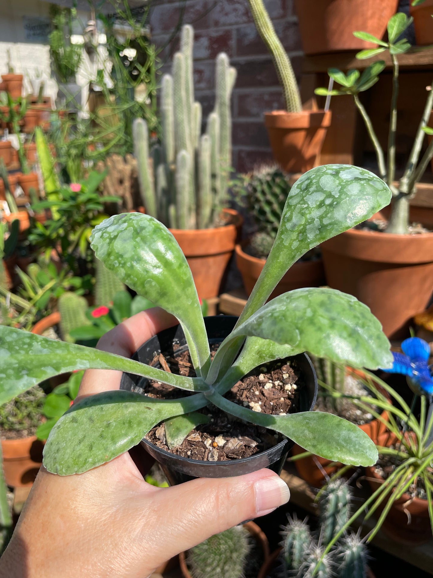 Kalanchoe Gastonis-Bonnieri - Donkey Ear Plant