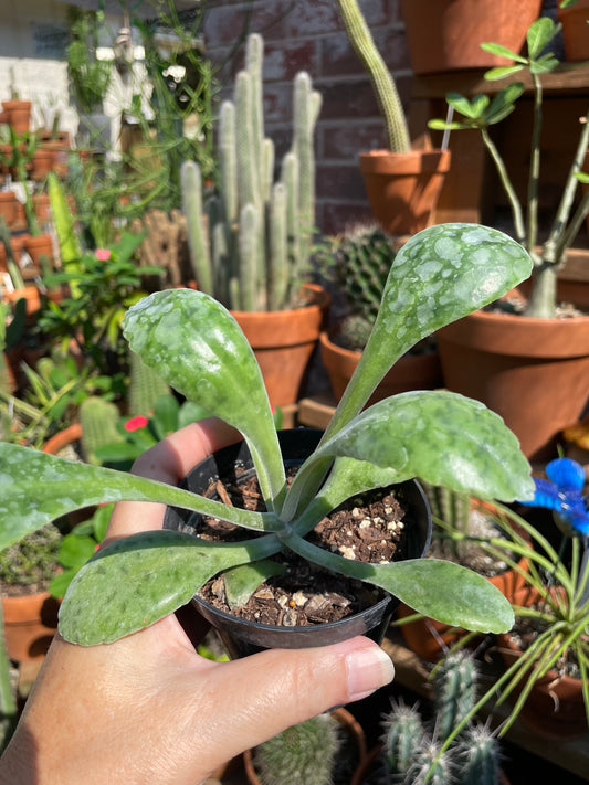 Kalanchoe Gastonis-Bonnieri - Donkey Ear Plant