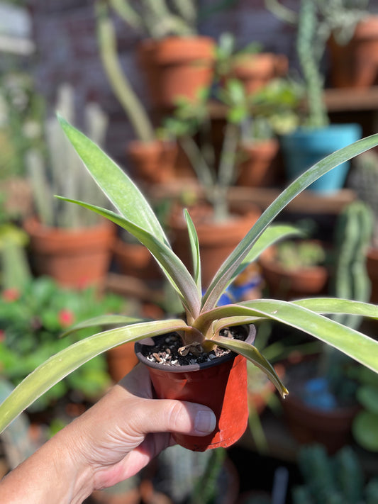 Agave Desmettiana 'Variegata'