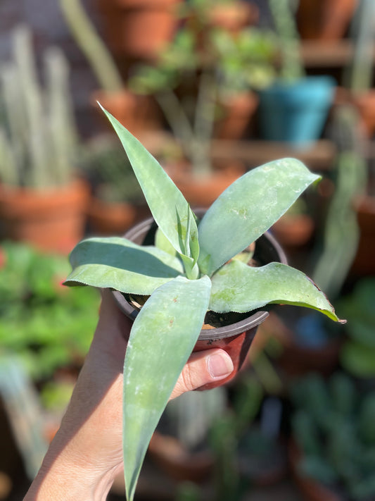 Agave Vilmoriniana - Octopus Agave
