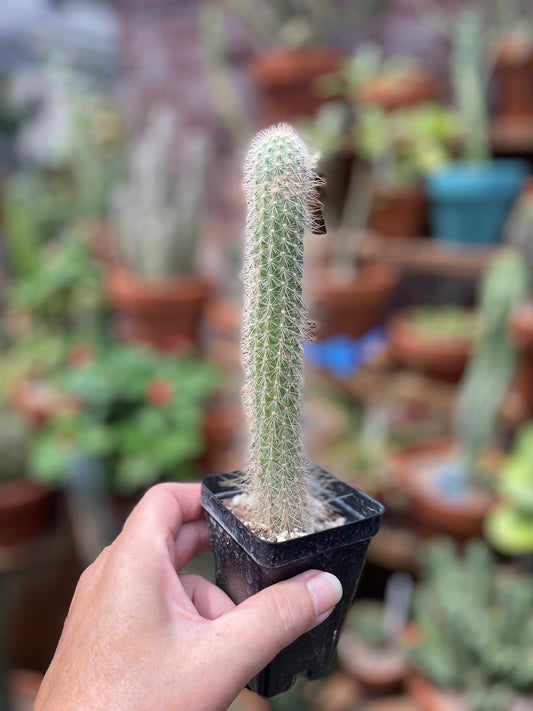 Cleistocactus Smaragdiflorus