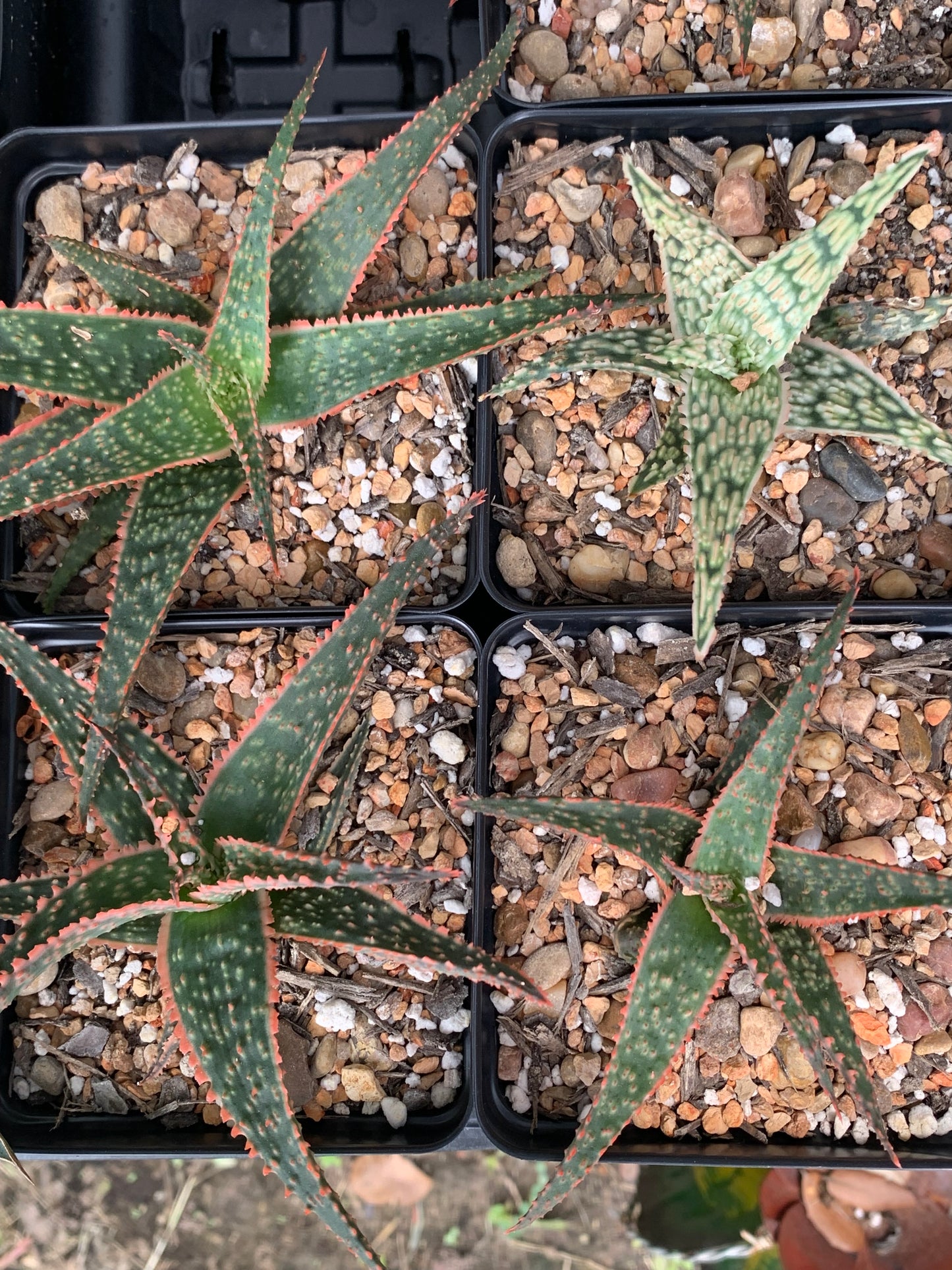 Aloe - Christmas Sleigh
