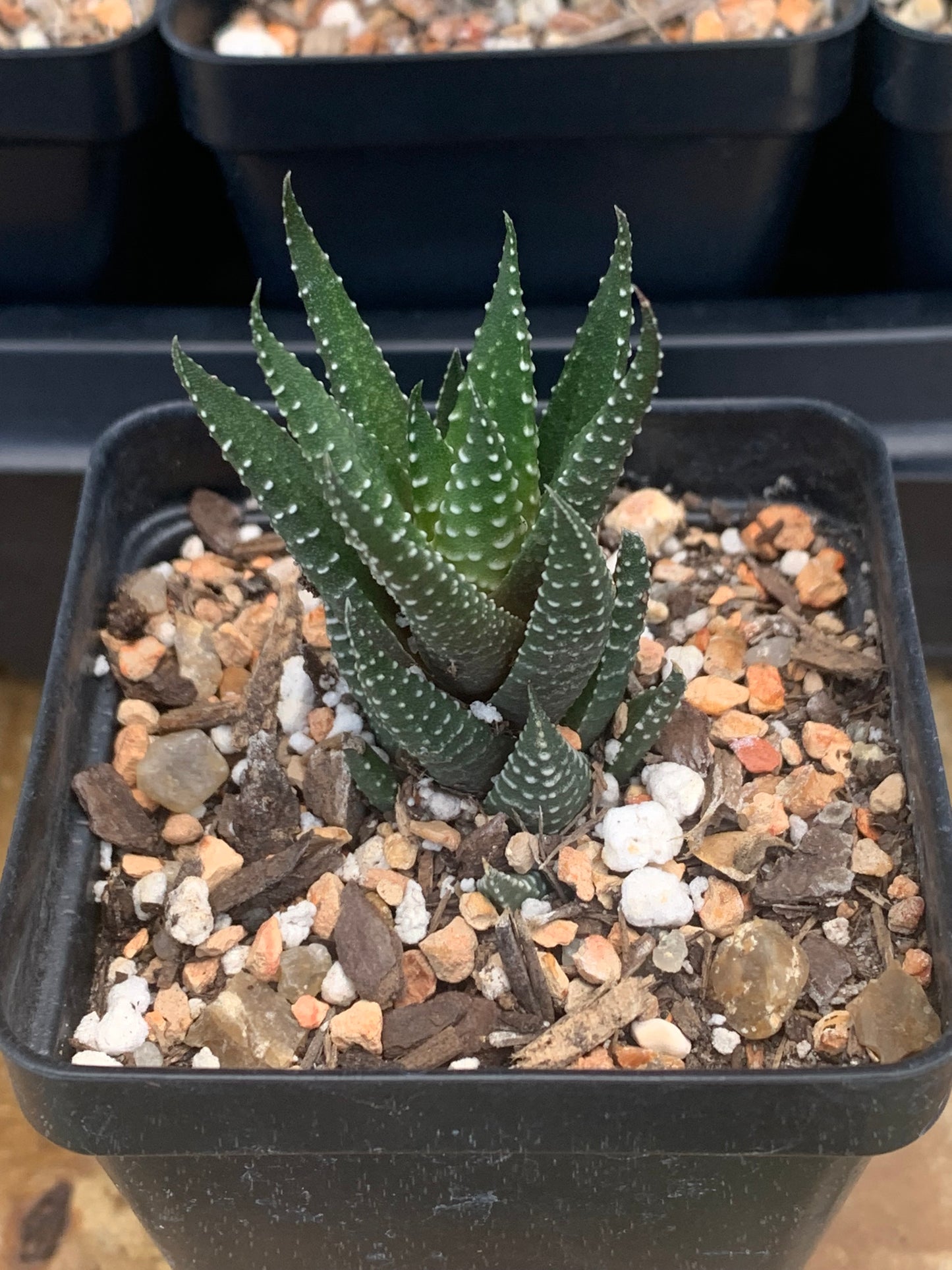 Haworthiopsis Attenuata - Zebra Haworthia