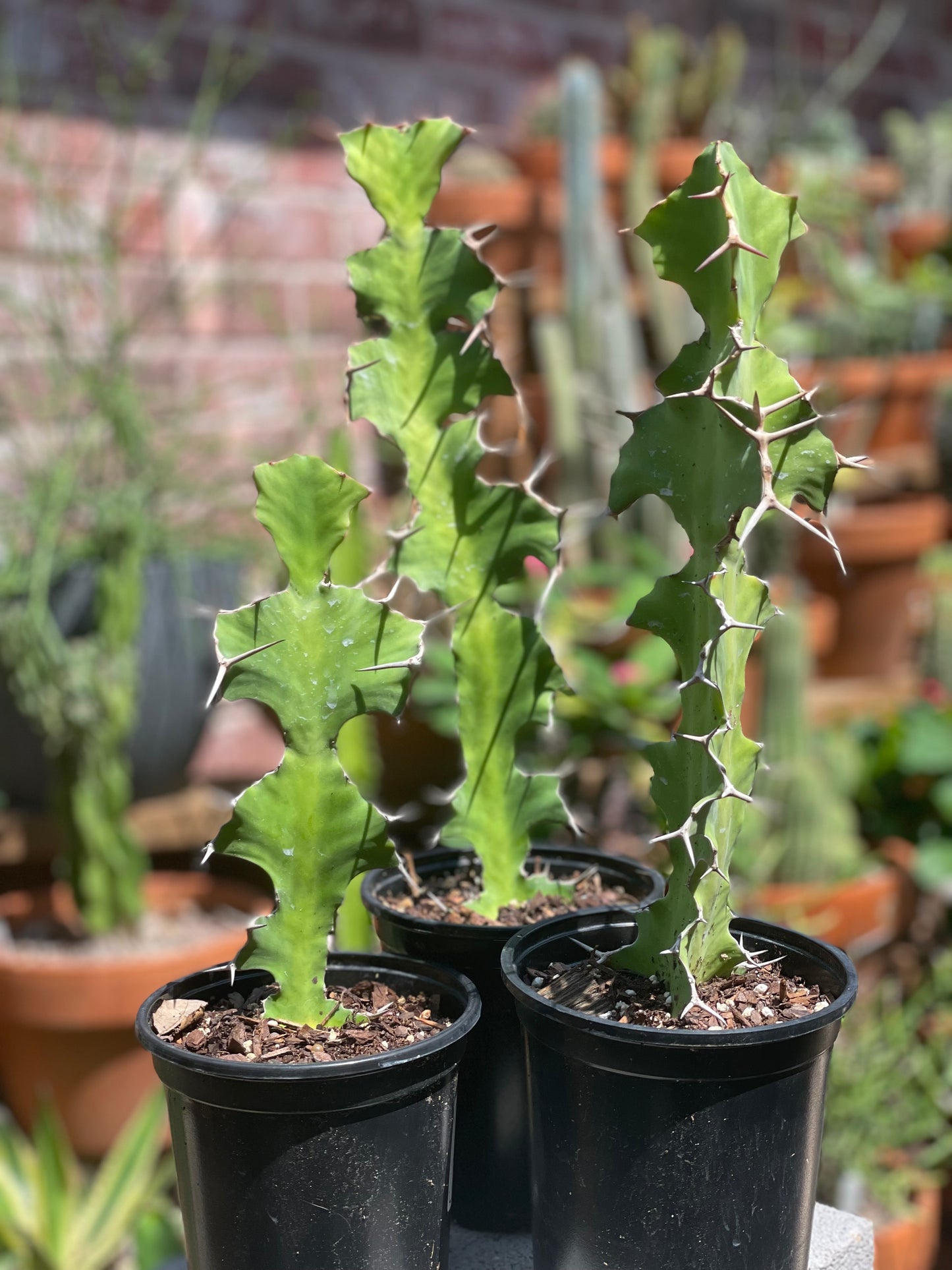 Euphorbia Grandicornis - Cow Horn