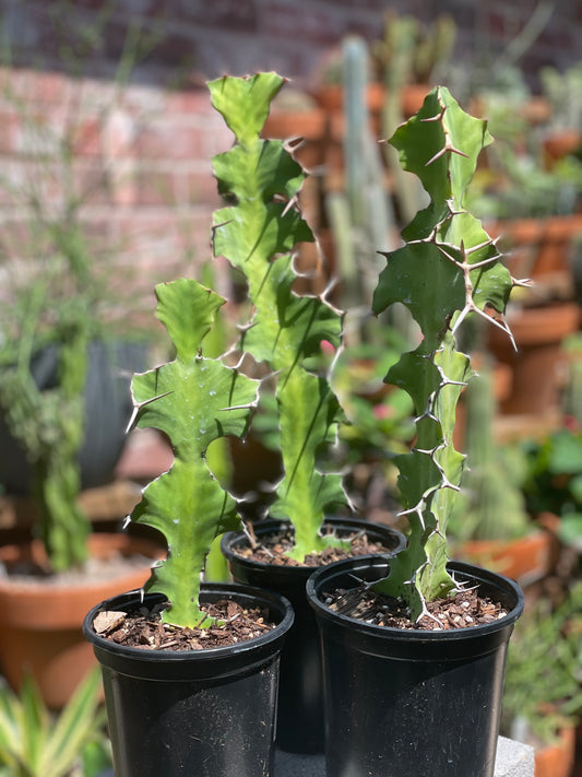 Euphorbia Grandicornis - Cow Horn