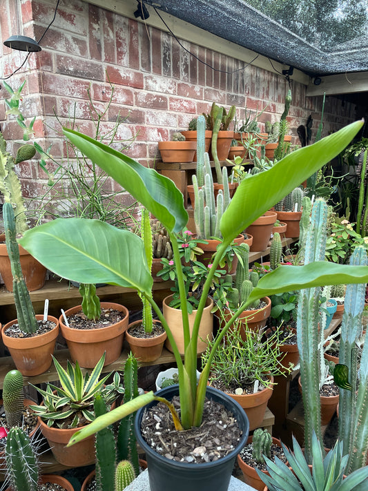 Strelitzia - Birds of Paradise