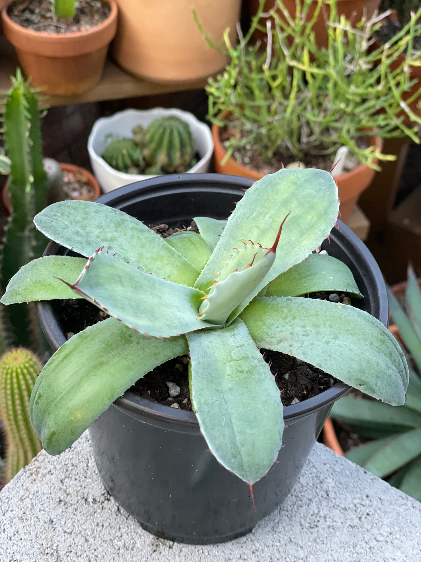 Agave Parryi Truncata - Artichoke Agave
