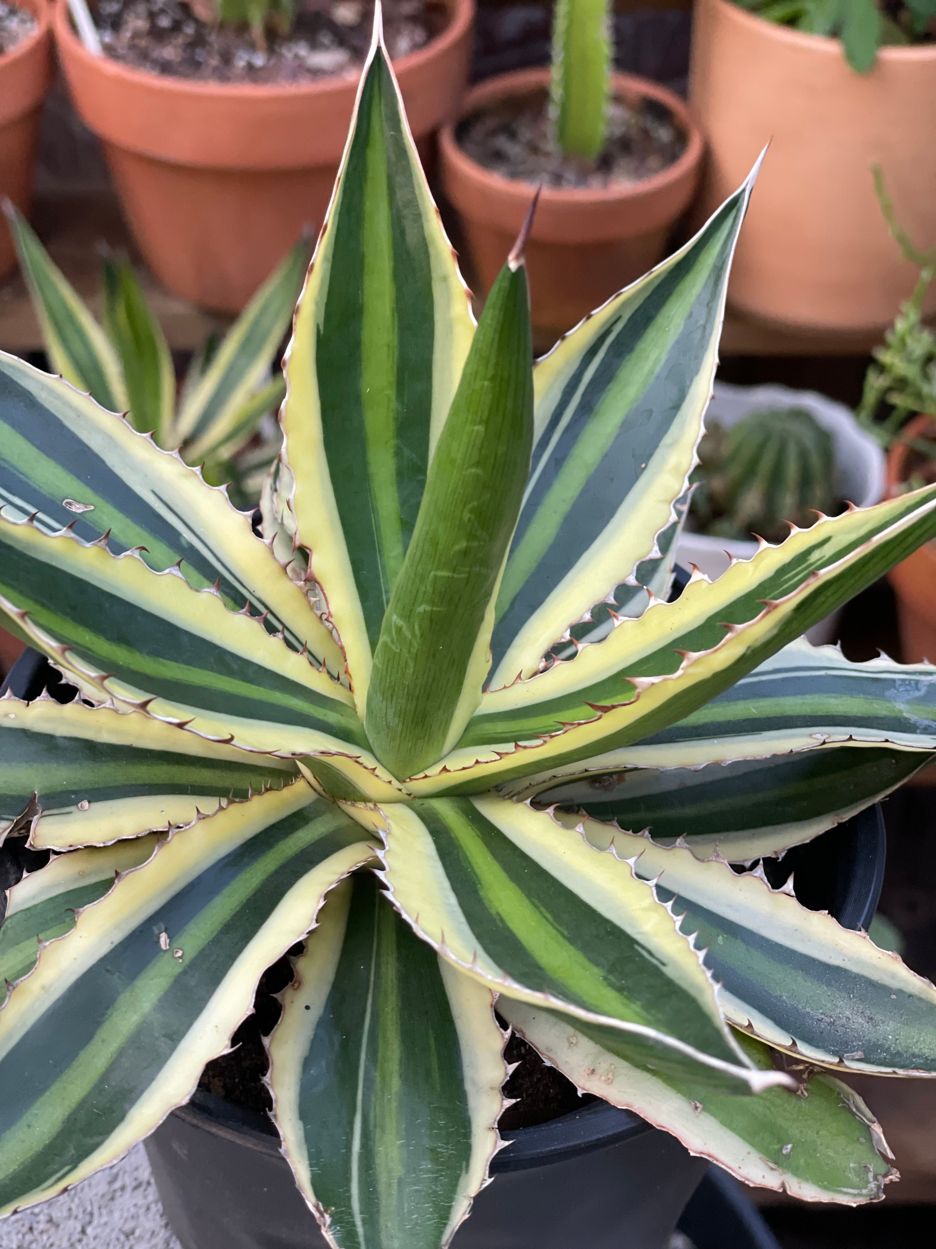 Agave Lophantha Quadricolor Century Plant Homegrown Cactus agave-lophantha-quadricolor-century-plant-homegrown-cactus