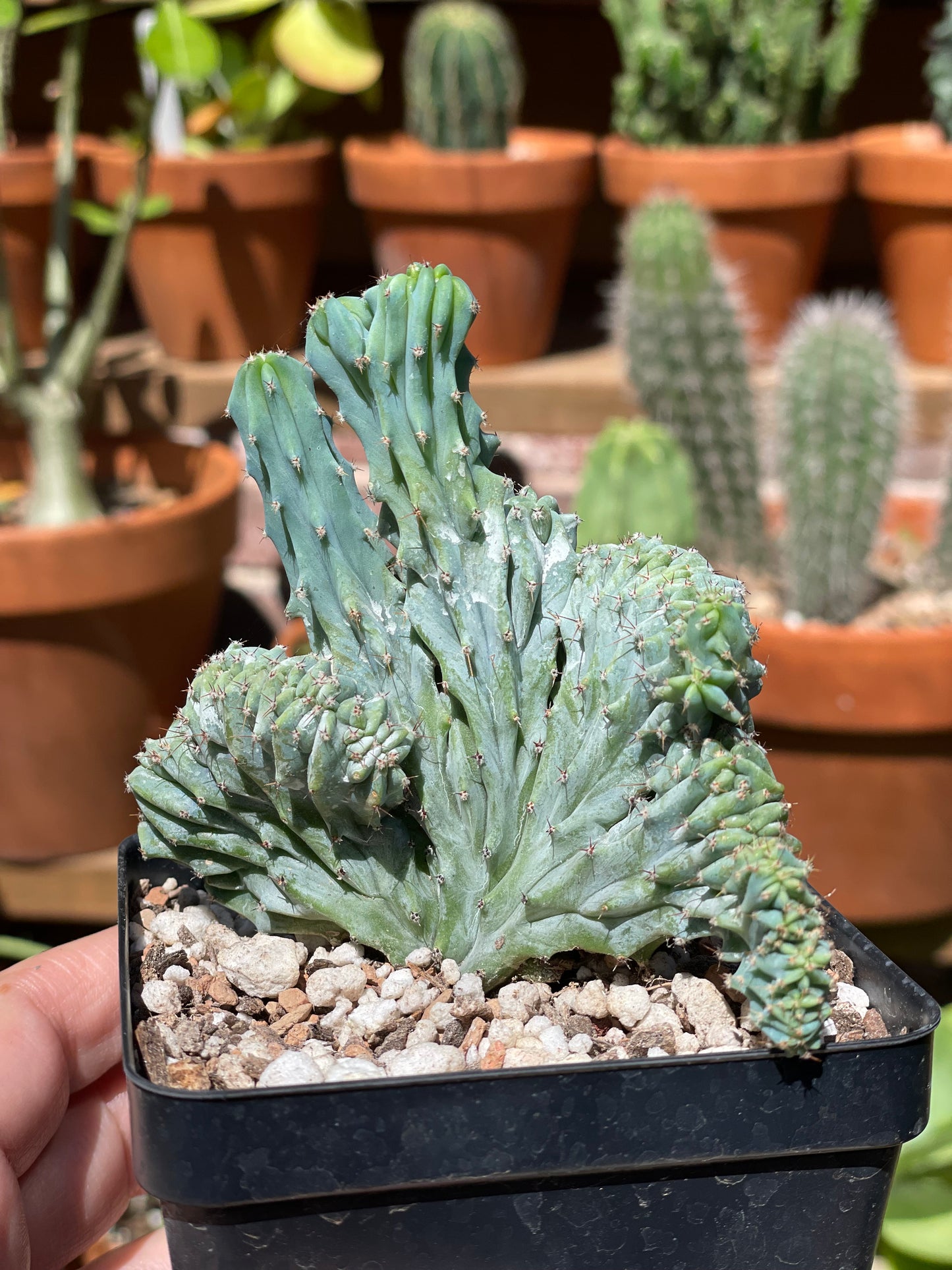 Myrtillocactus Geometrizans Crested 'Elite'