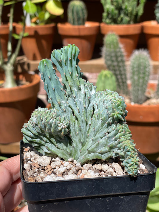 Myrtillocactus Geometrizans Crested 'Elite'