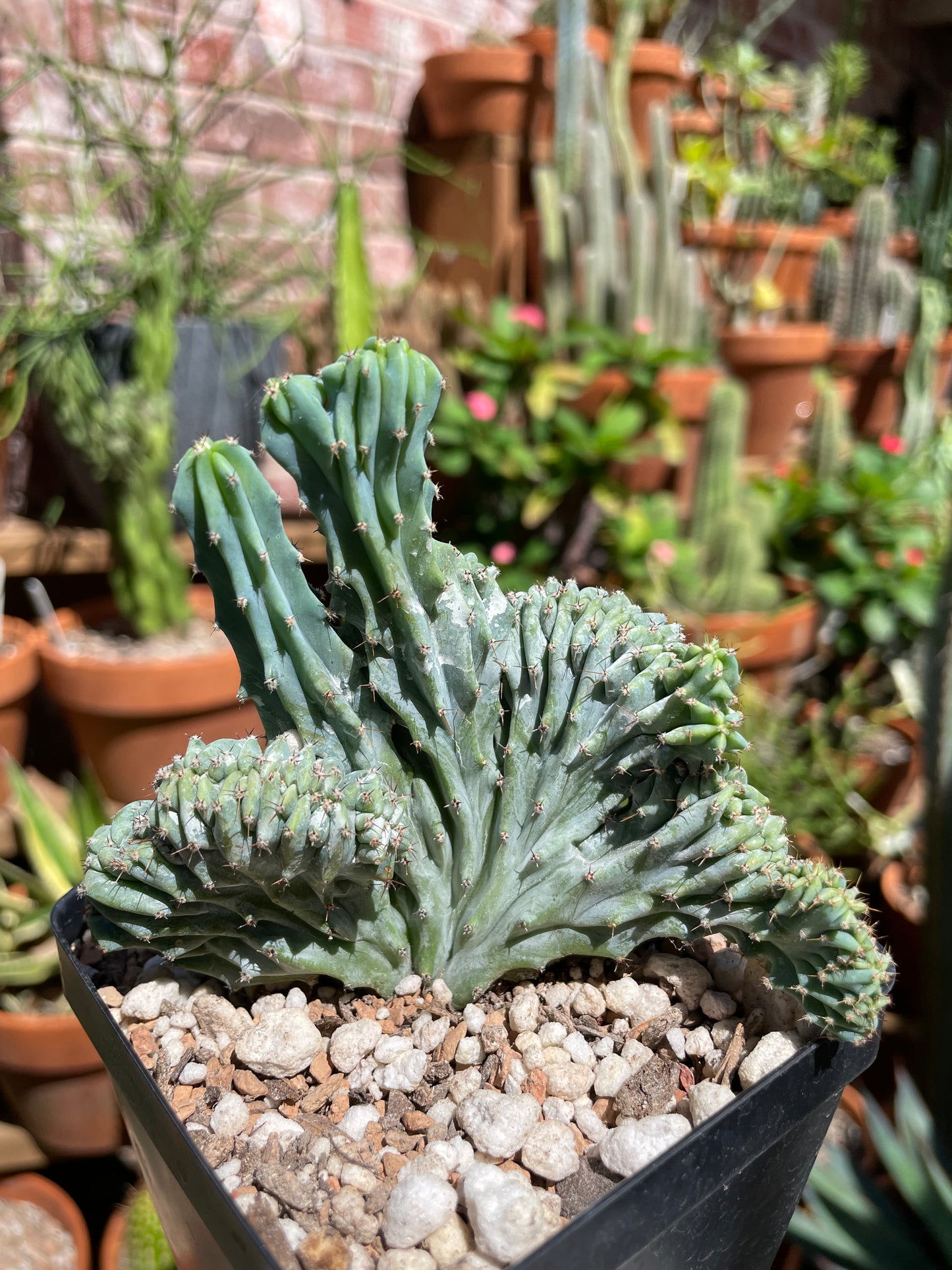 Myrtillocactus Geometrizans Crested 'Elite'