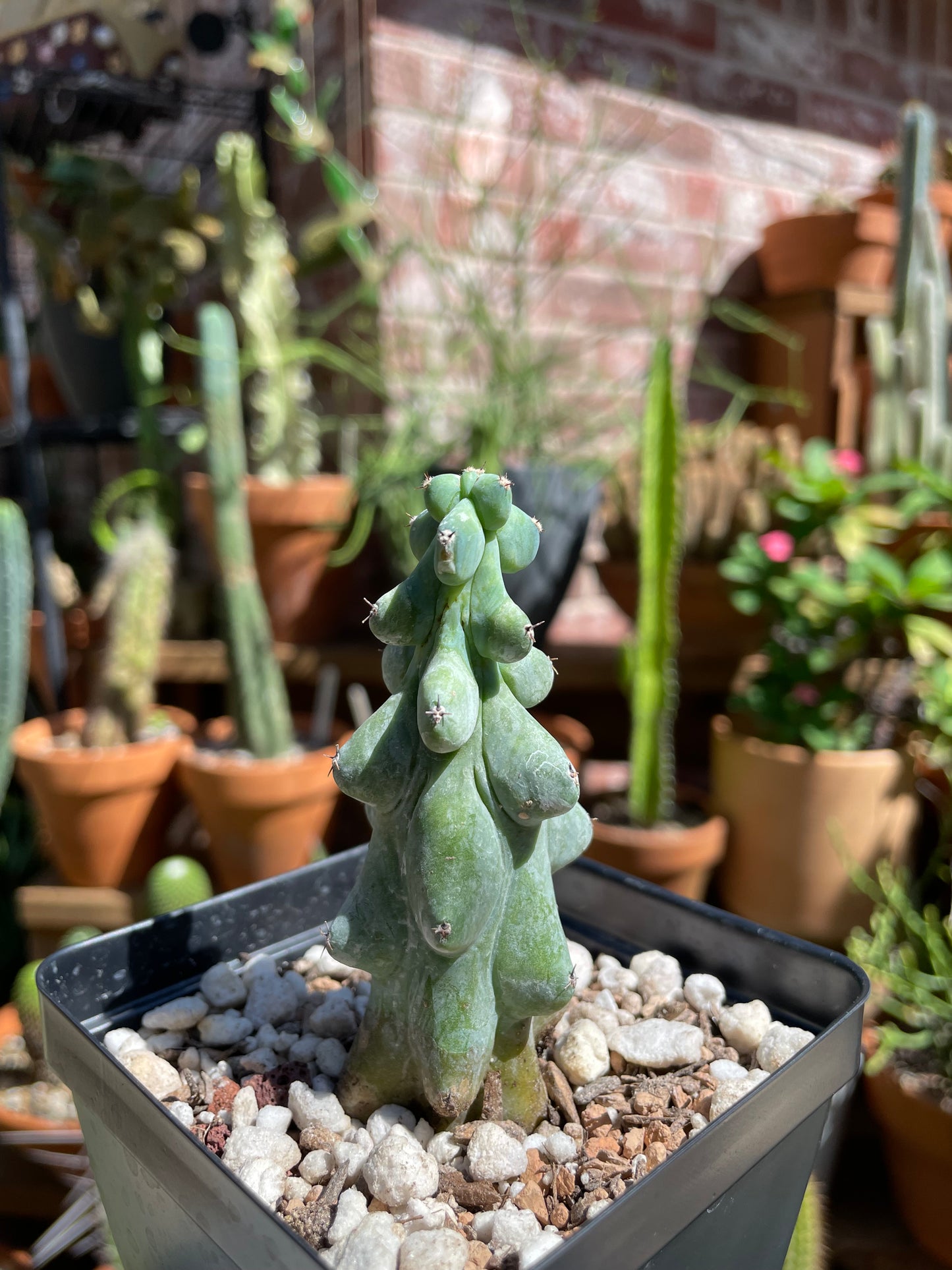 Myrtillocactus Geometrizans ‘Fukurokuryuzinboku’ - Boobie Cactus