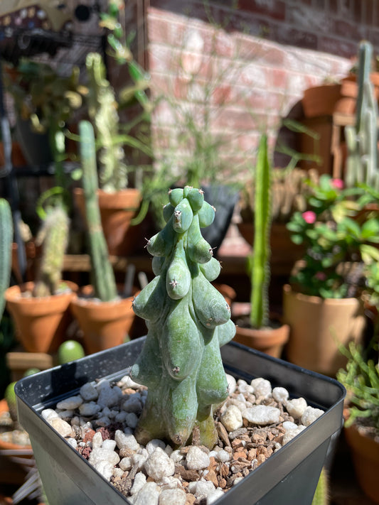 Myrtillocactus Geometrizans ‘Fukurokuryuzinboku’ - Boobie Cactus