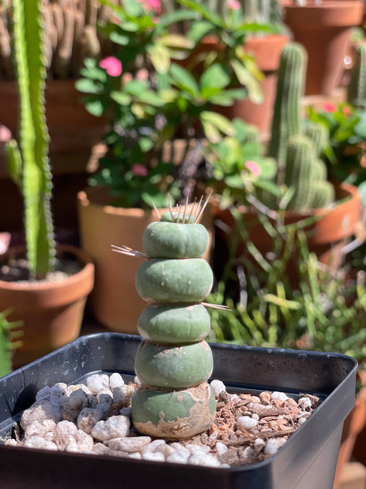 Eulychnia Castanea 'Spiralis' - Unicorn Cactus