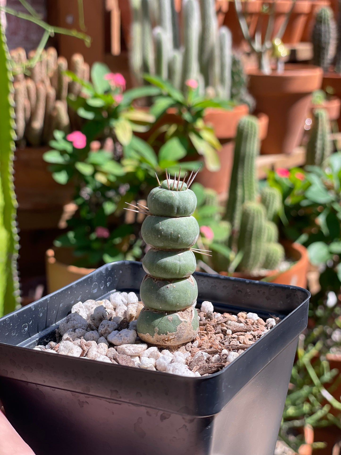 Eulychnia Castanea 'Spiralis' - Unicorn Cactus