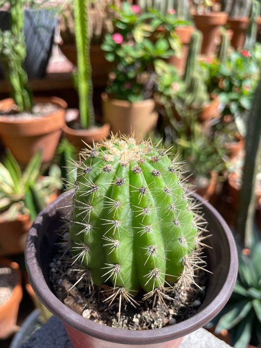 Trichocereus 'Sun Goddess'