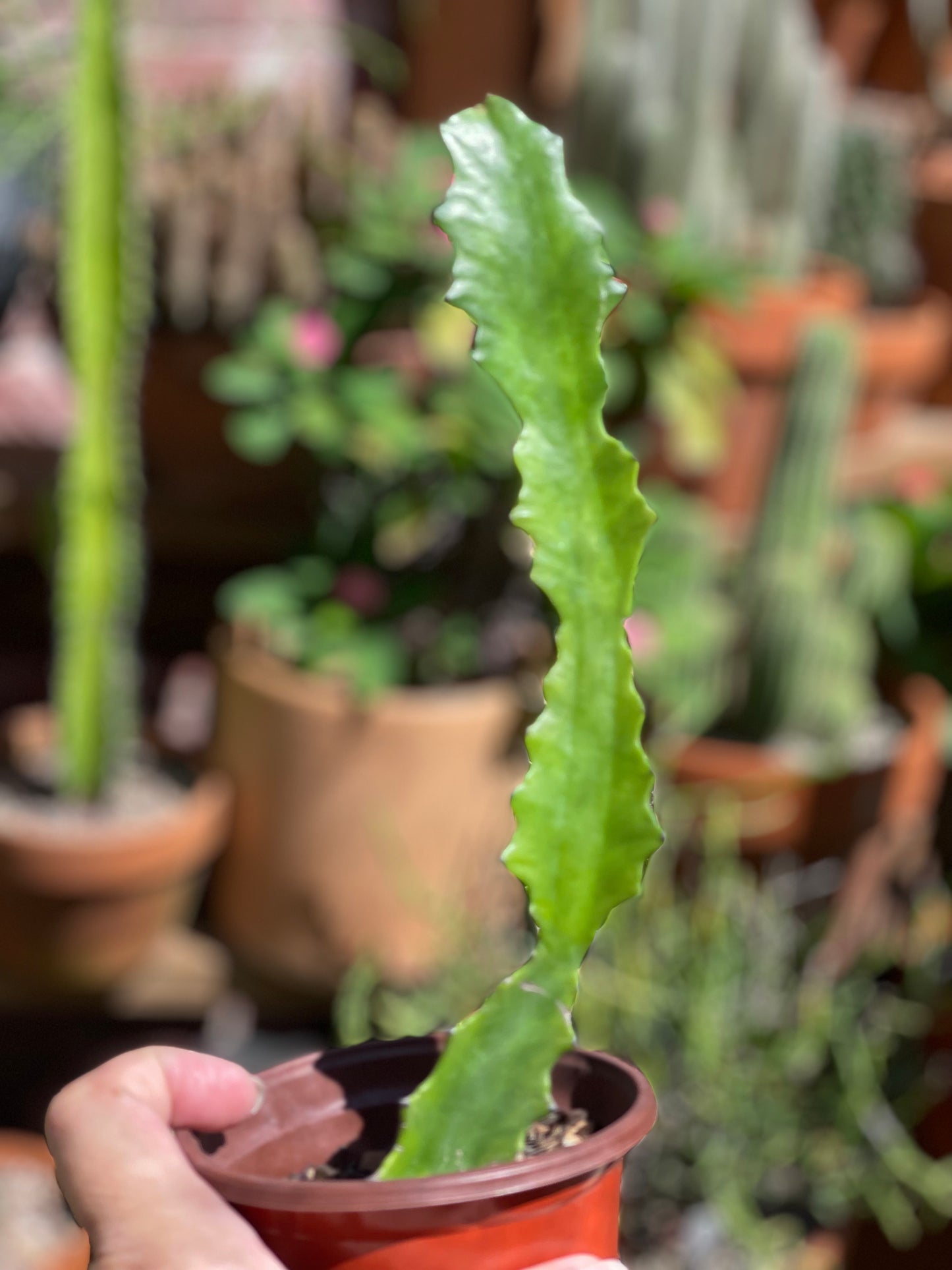 Euphorbia Lactea