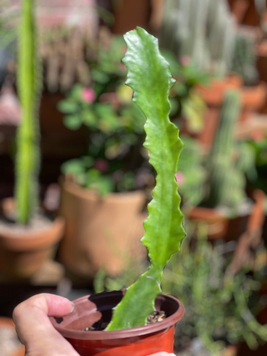 Euphorbia Lactea
