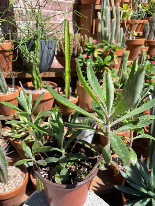 Kalanchoe Daigremontiana - Mother of Thousands