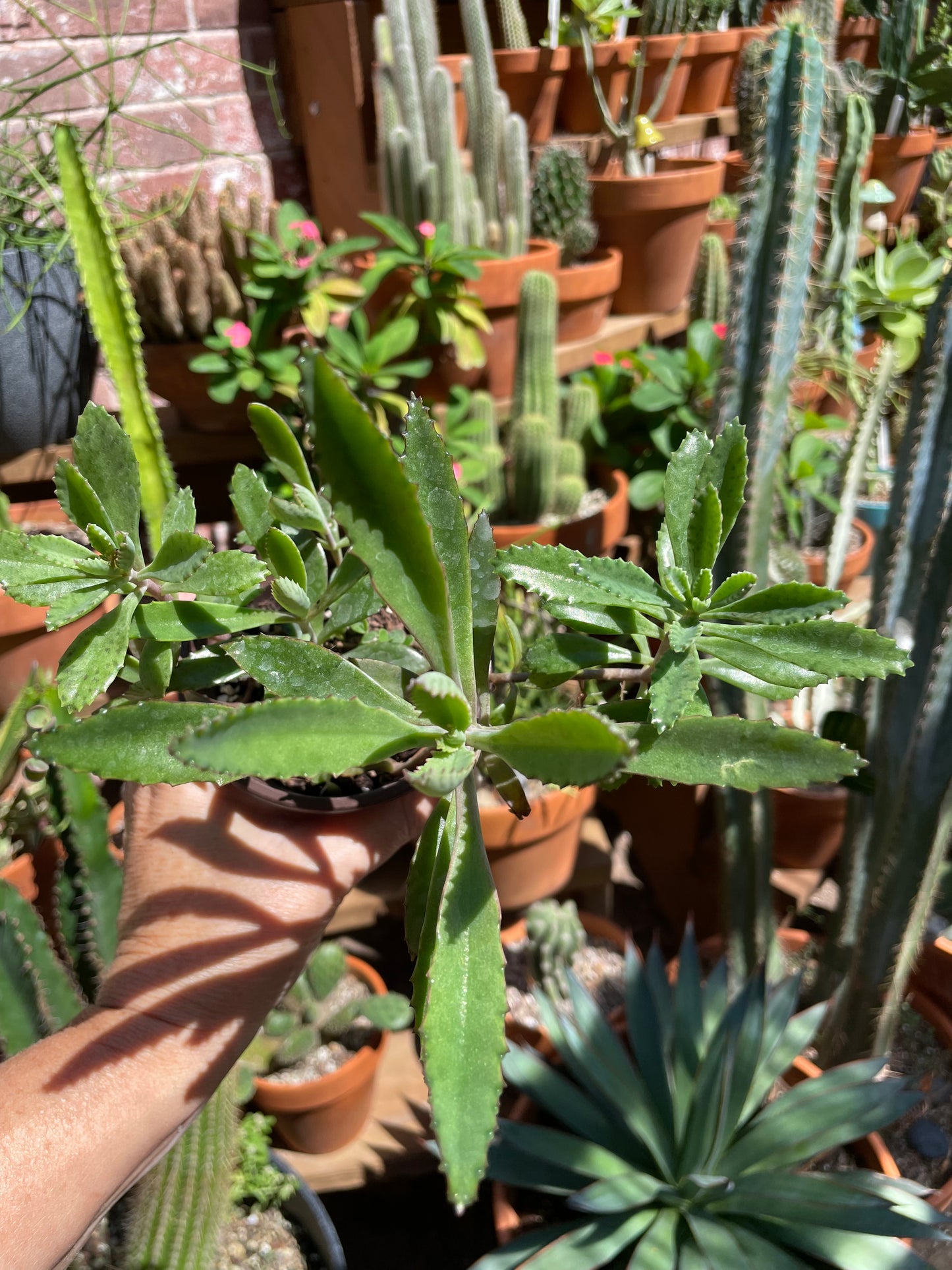Kalanchoe Daigremontiana - Mother of Thousands