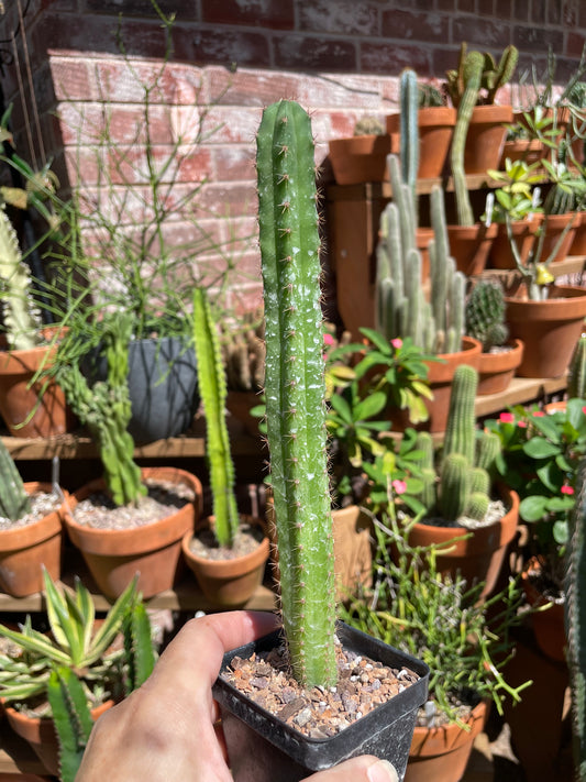 Trichocereus Bythell x Martin