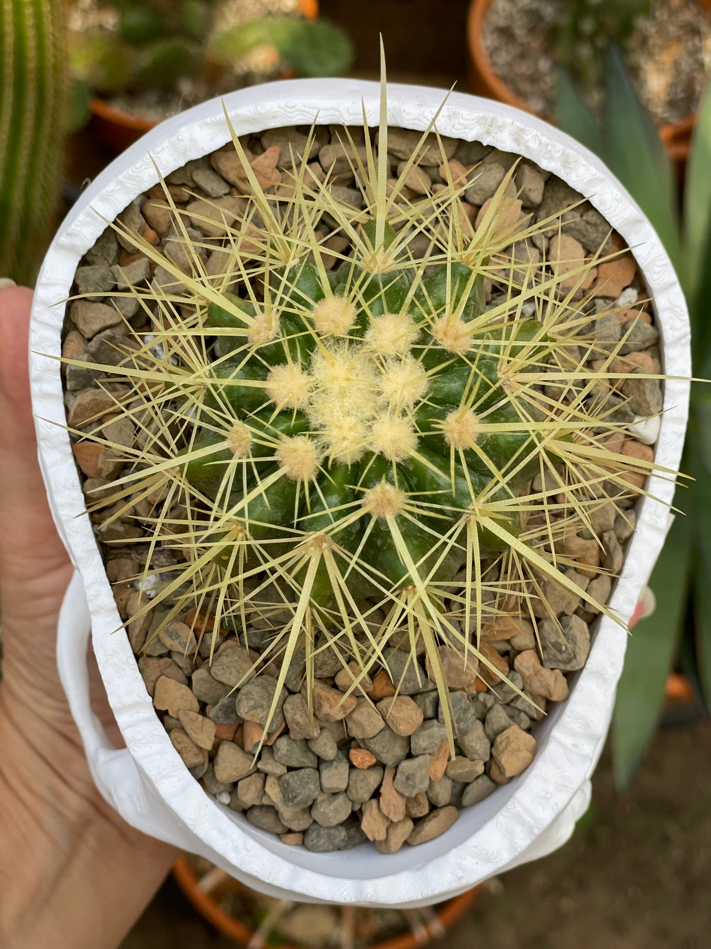 Golden Barrel - Skull Pot