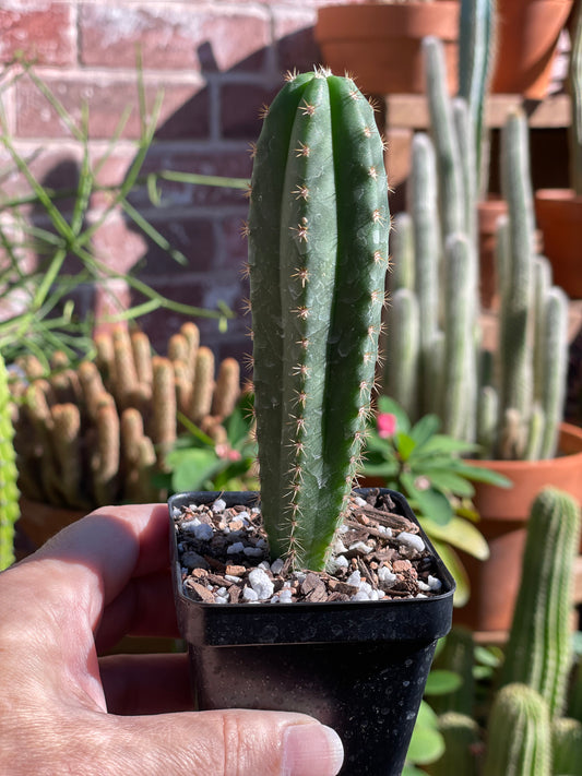Trichocereus Hybrid 'Scop x Martin'