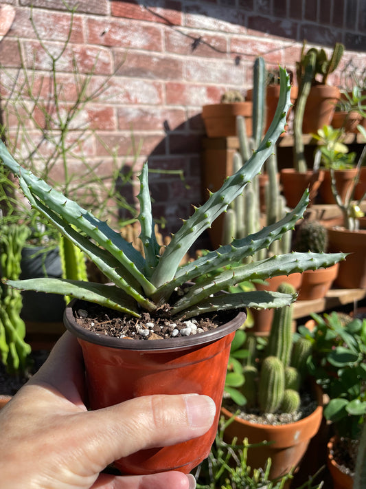 Aloe