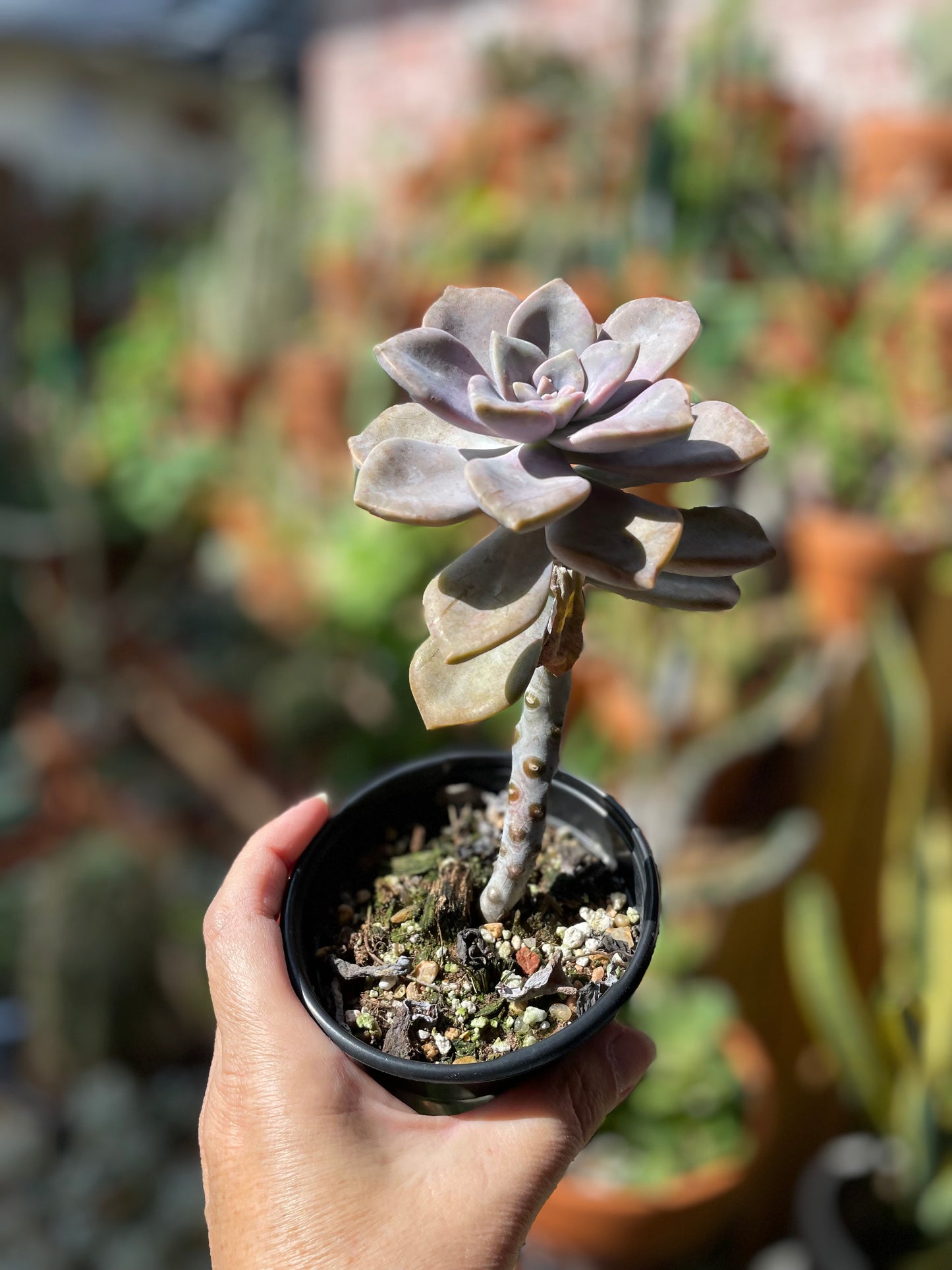 Graptopetalum 'Purple Delight'