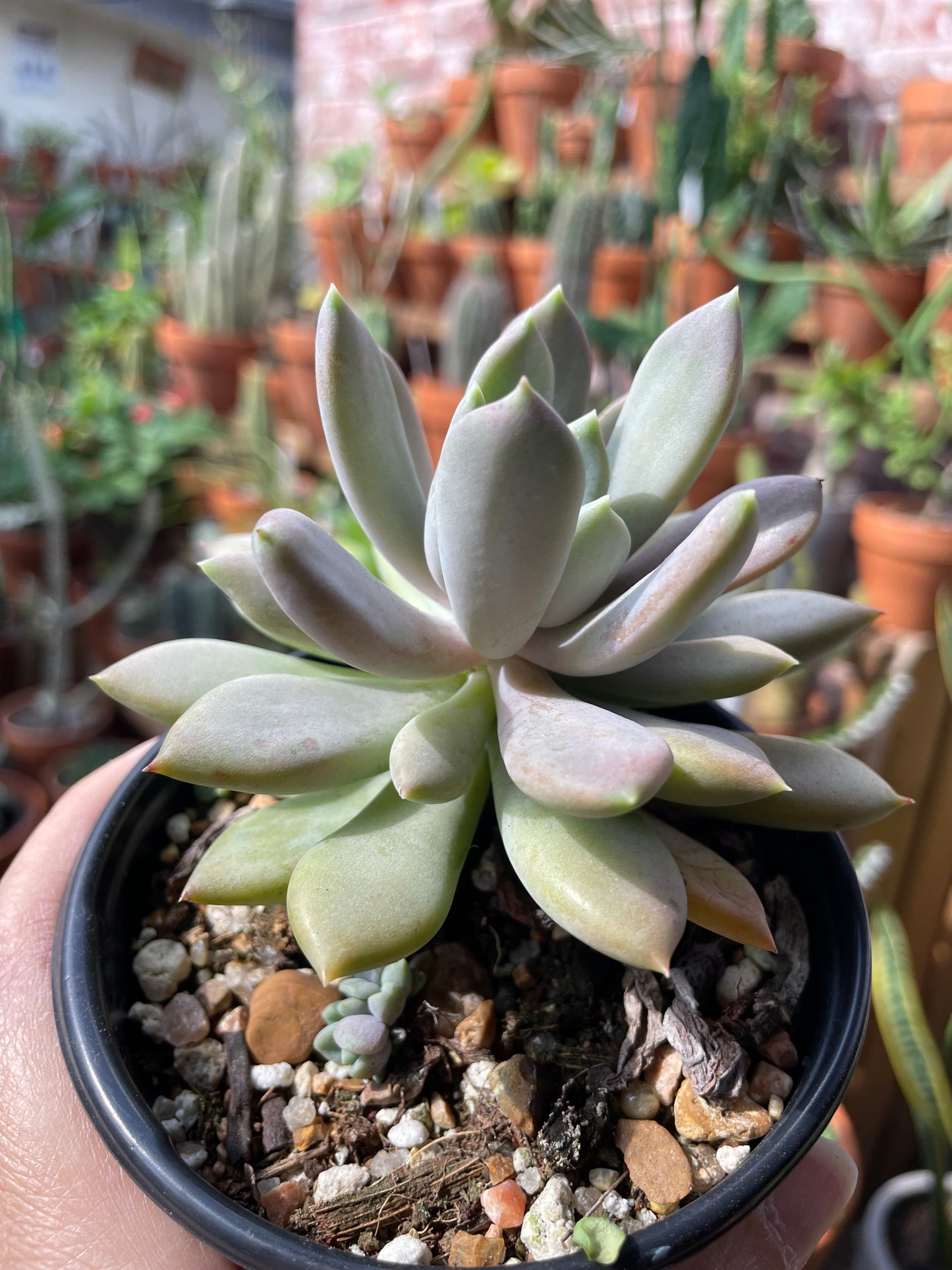 Graptosedum Alpenglow