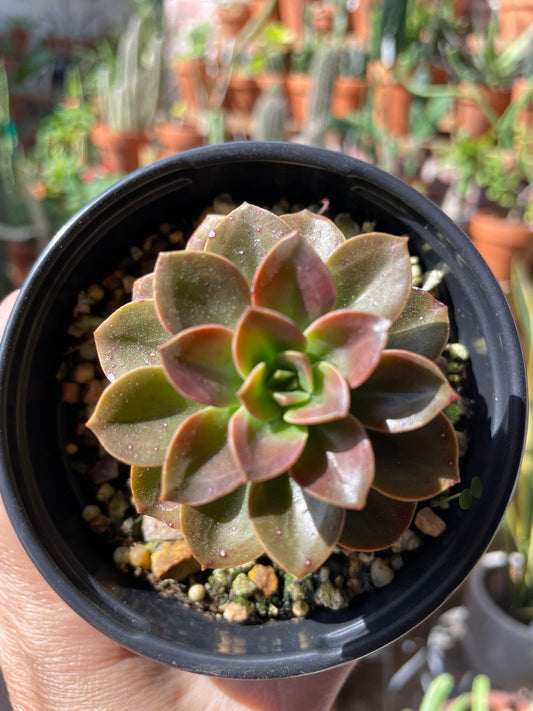 Echeveeria Melaco