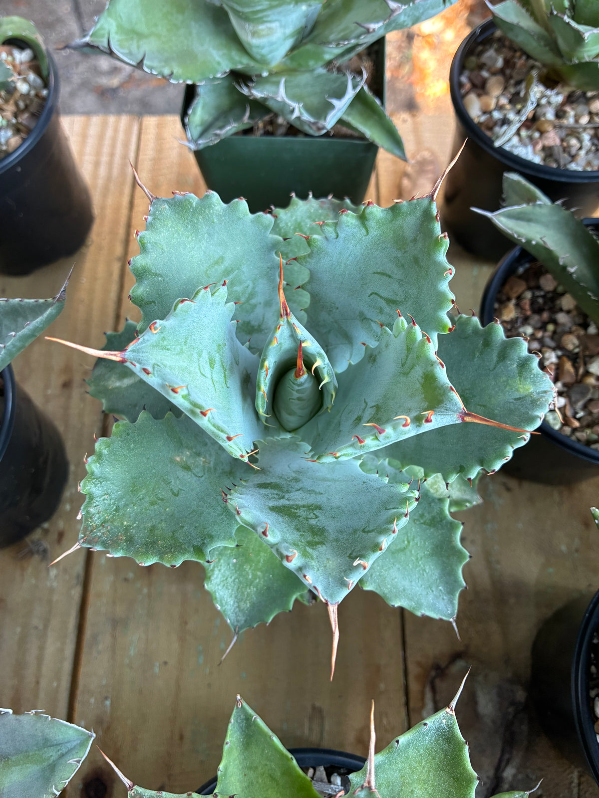 Agave Isthmensis